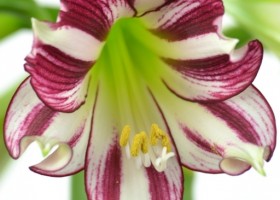 hippeastrum Santiago (2)